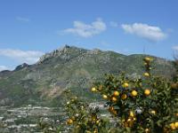 Zitronenbäume und Monte Epomeo